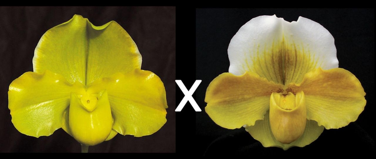 Two orchid flowers, one yellow and one white with yellow center, on a black background of Paphiopedilum Engraved 'Cathey' x Alchemy 'Titanic'