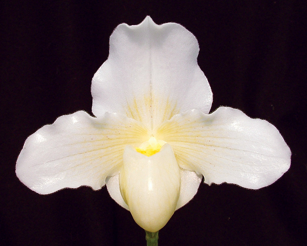 Complex paphiopedilum hybrid cultivar of Paphiopedilum F.C. Puddle 'Superbum' CCM/AOS