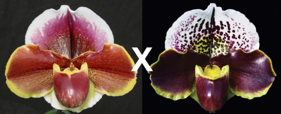 Complex paphiopedilum hybrid cultivars shown in flower side by side of Paphiopedilum Far Horizon 'Sands' x Jenna Marie 'Sparkle' AM/AOS, S/19WOC