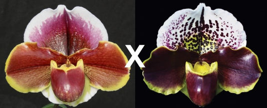 Complex paphiopedilum hybrid cultivars shown in flower side by side of Paphiopedilum Far Horizon 'Sands' x Jenna Marie 'Sparkle' AM/AOS, S/19WOC