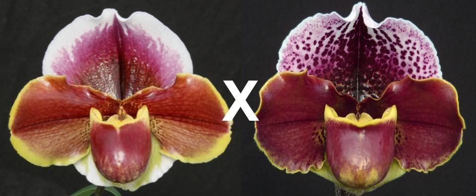 Complex paphiopedilum hybrid cultivar of  Paphiopedilum Far Horizon 'Sands' x Thunder Cat 'Powerhouse'