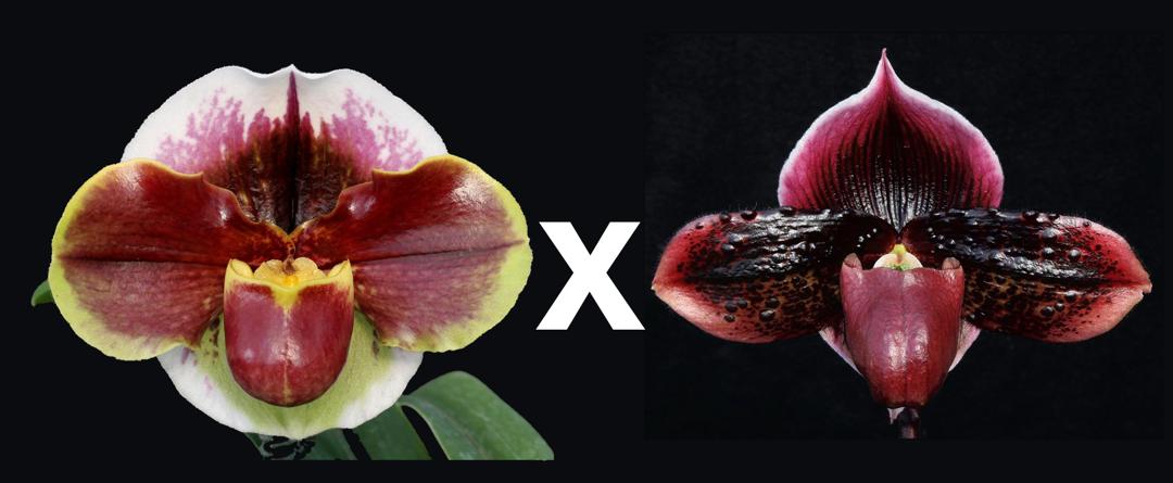 Complex paphiopedilum hybrid cultivars shown in flower side by side of Paphiopedilum (Far Horizon x Hama Chilwin) "Red Rage' x Dark Destiny "Black Knight' HCC/AOS
