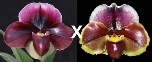 Complex paphiopedilum hybrid cultivars shown in flower side by side of Paphiopedilum Flash Point 'Rotunda' x Red Dominion 'Perfection'
