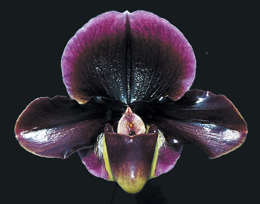 Close-up of a purple and black orchid with a dark background