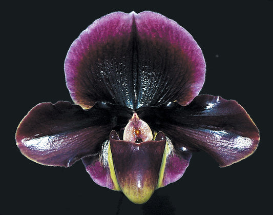 Close-up of a purple and black orchid with a dark background
