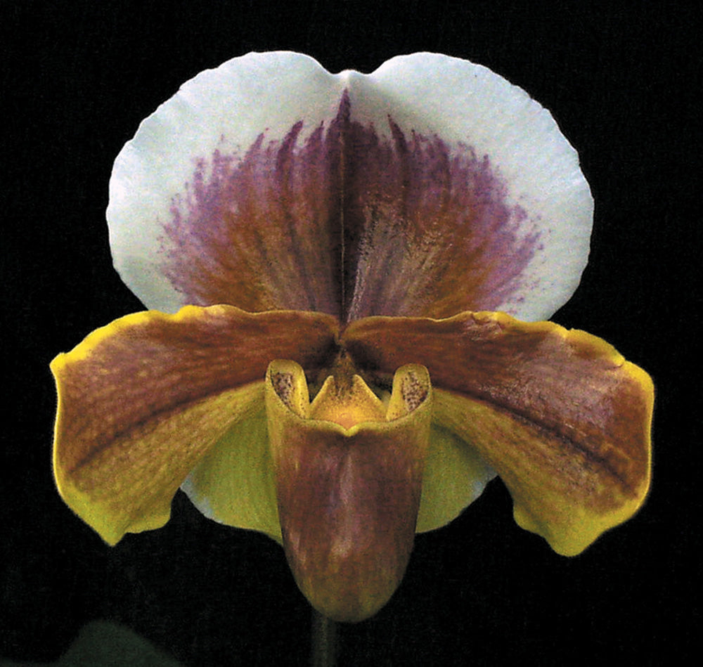 Paphiopedilum Frostlight ‘Julio Frachini’ AM/AOS