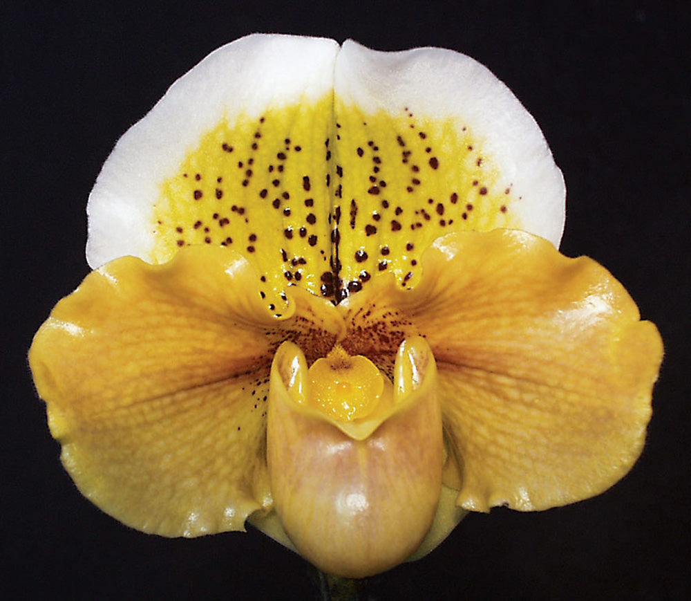 Complex paphiopedilum hybrid cultivar of Paphiopedilum Garnet Honey 'Golden Treasure' HCC/AOS