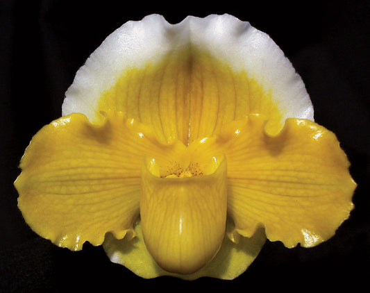 Complex paphiopedilum hybrid cultivar of Paphiopedilum Gege Hughes 'Harvest Moon' AM/AOS, BM/CSA