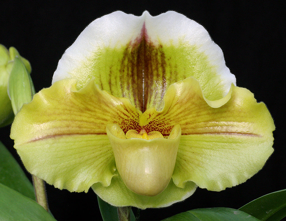 Close-up of a light green orchid with a dark background