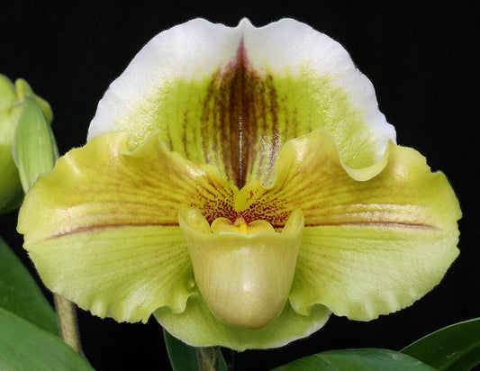 Close-up of a light green orchid with a dark background
