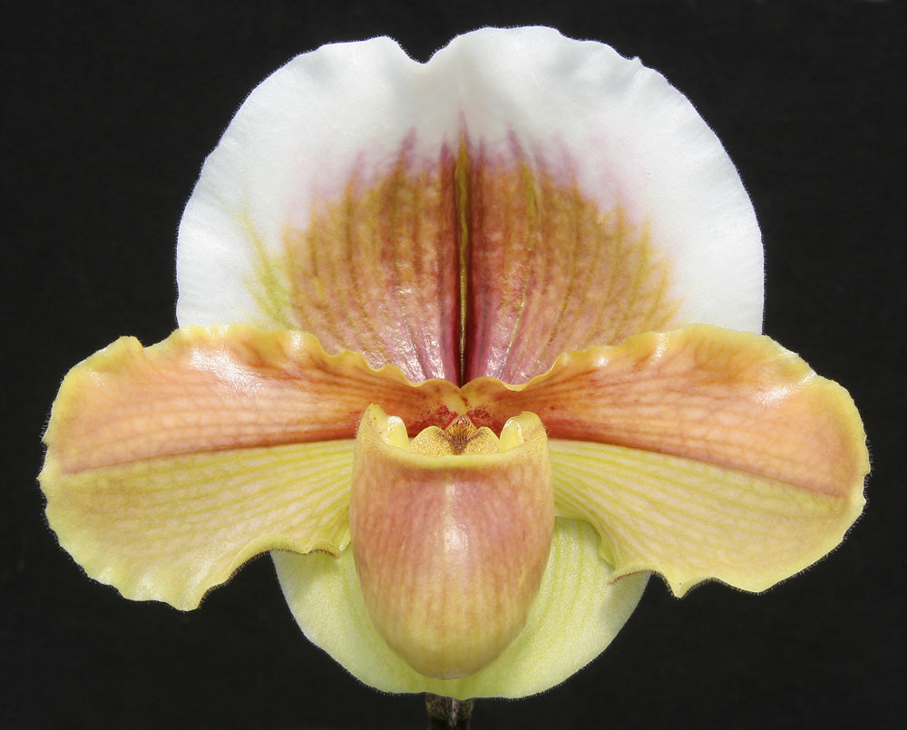 Complex paphiopedilum hybrid cultivar of  Paphiopedilum Golden Chalice 'Carimo Gold' AM/AOS