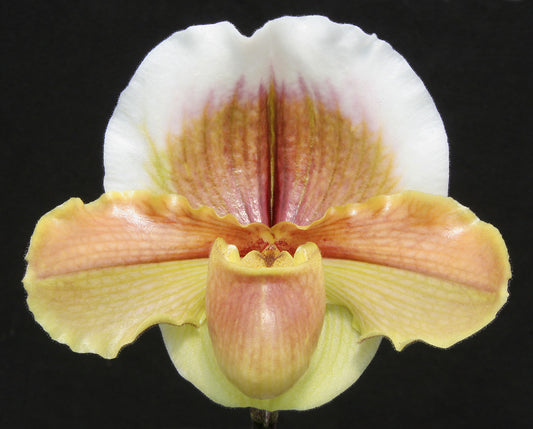 Complex paphiopedilum hybrid cultivar of  Paphiopedilum Golden Chalice 'Carimo Gold' AM/AOS