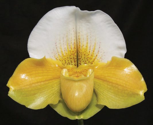 Close-up of a yellow and white orchid flower against a black background