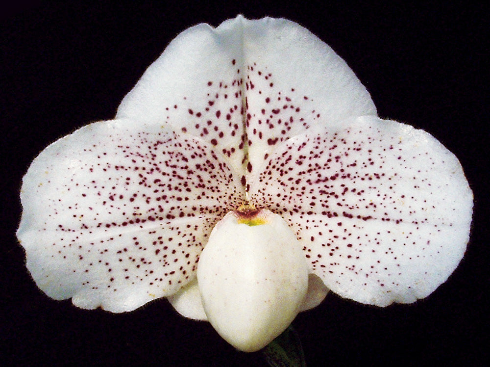 Complex paphiopedilum hybrid cultivar of  Paphiopedilum Great Expectations