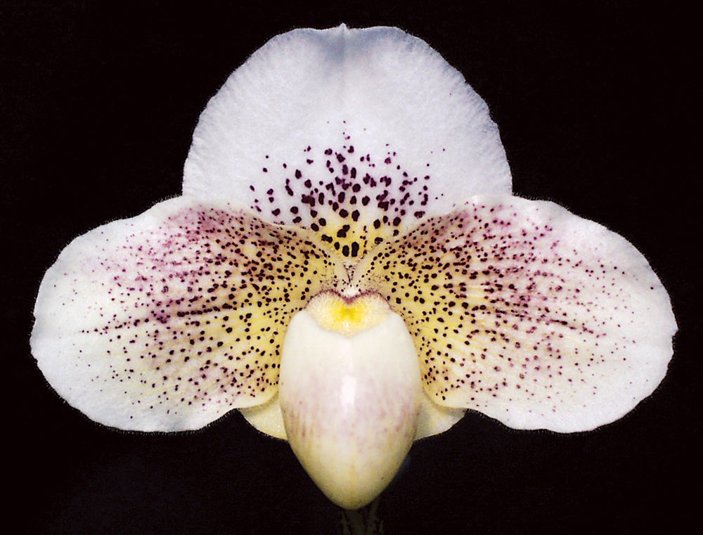 Close-up of a white orchid with purple spots on a black background of Paphiopedilum Great Expectations 'Dreamer’