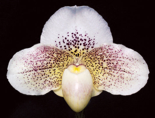Close-up of a white orchid with purple spots on a black background of Paphiopedilum Great Expectations 'Dreamer’