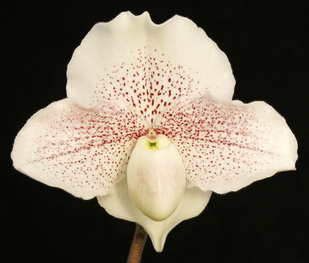 Complex paphiopedilum hybrid cultivar of Paphiopedilum Great Expectations 'Pink Delight’ AM/AOS