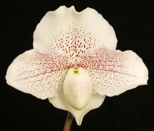 Complex paphiopedilum hybrid cultivar of Paphiopedilum Great Expectations 'Pink Delight’ AM/AOS