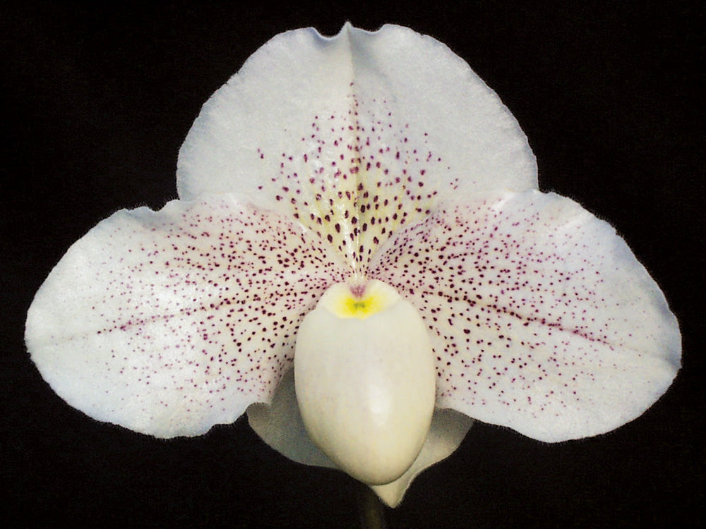 Complex paphiopedilum hybrid cultivar of Paphiopedilum Great Expectations 'Promise' HCC/AOS
