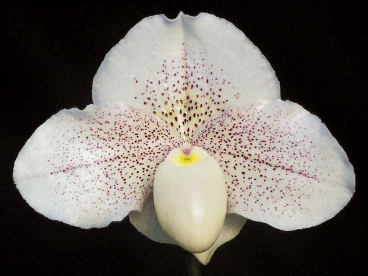 Complex paphiopedilum hybrid cultivar of Paphiopedilum Great Expectations 'Promise' HCC/AOS