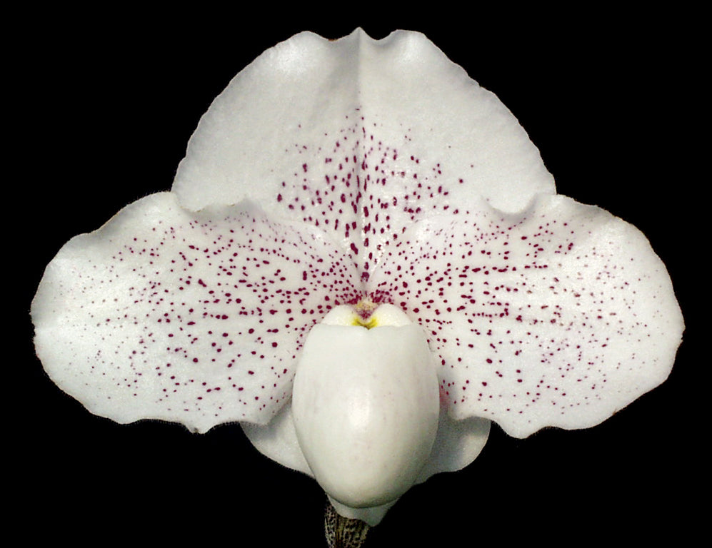 Complex paphiopedilum hybrid cultivar of  Paphiopedilum Great Expectations 'Shimmer Dust' AM/AOS