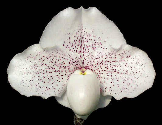 Complex paphiopedilum hybrid cultivar of  Paphiopedilum Great Expectations 'Shimmer Dust' AM/AOS