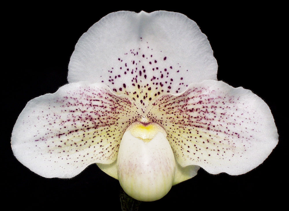 Complex paphiopedilum hybrid cultivar of Paphiopedilum Great Expectations 'Summer Snow’