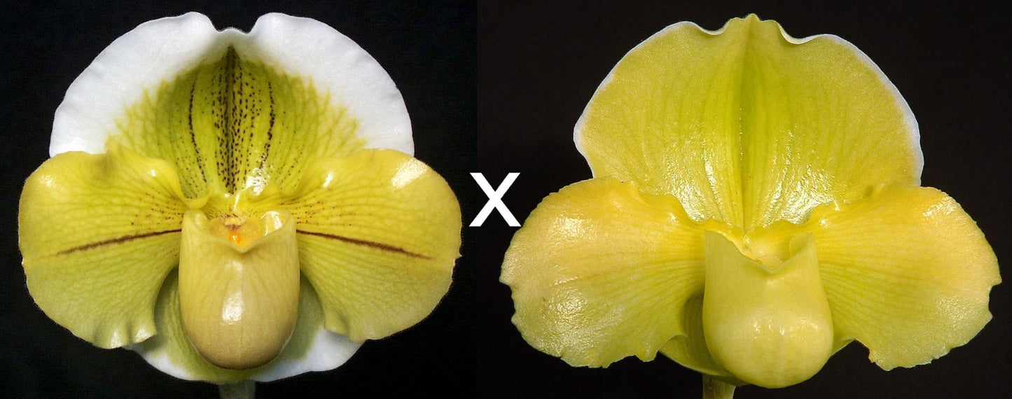 Complex paphiopedilum hybrid cultivars shown in flower side by side of Paphiopedilum Green Mint 'Jonquil'AM/AOS x Irish Glen 'Mega'