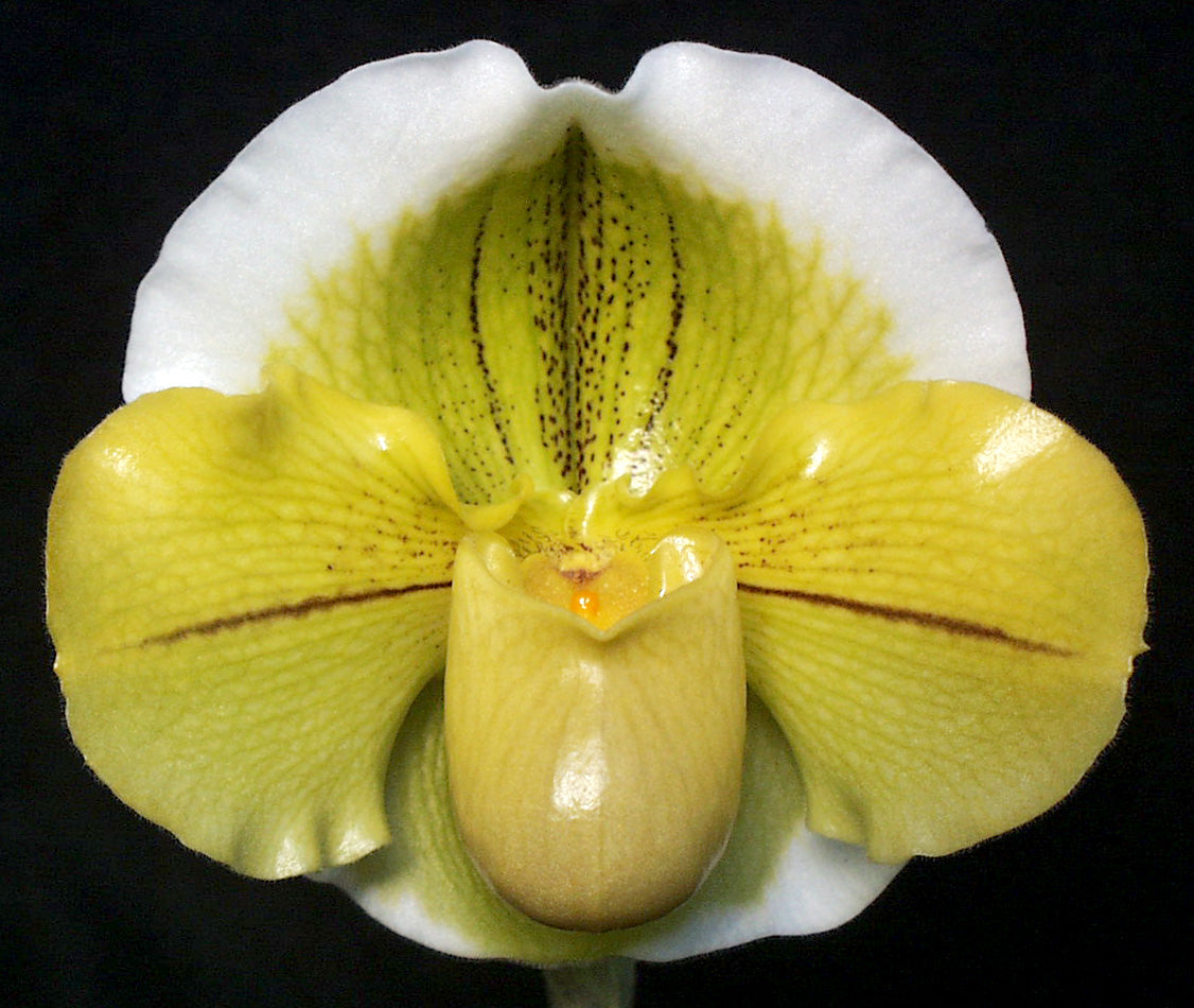 Complex paphiopedilum hybrid cultivar of  Paphiopedilum Green Mint 'Jonquil' HCC/AOS