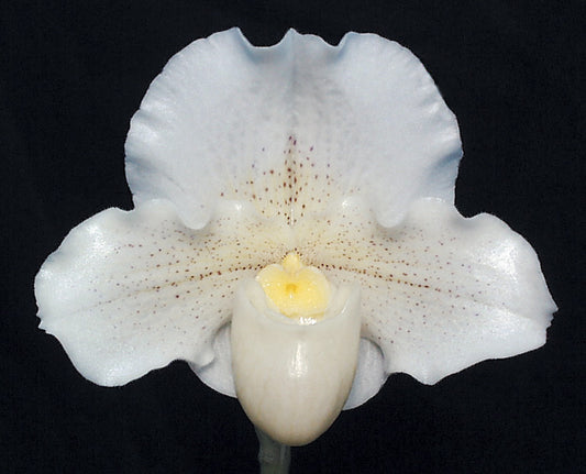 White orchid with a yellow center on a black background