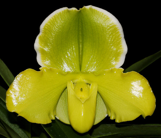 Complex paphiopedilum hybrid cultivar of Paphiopedilum Greenvale ‘Dorothy Martin’ FCC/AOS, CCM/AOS