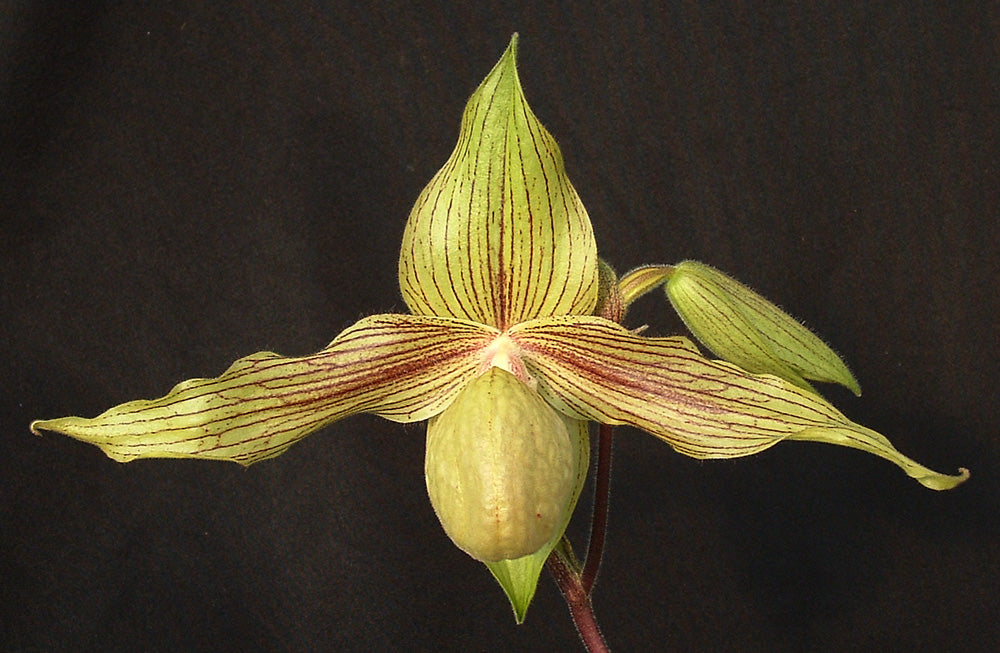 Yellow orchid flower on a black background