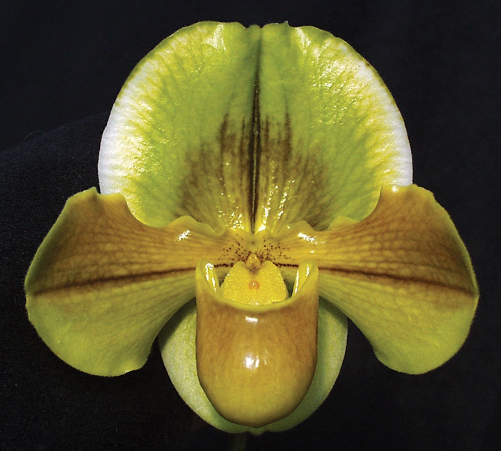 Close-up of a yellow orchid with a dark background