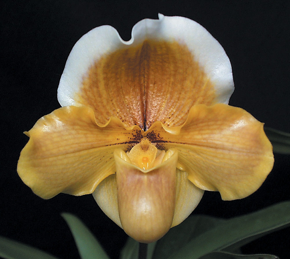 A close-up image of a Paphiopedilum Hellas 'La Buena Tierra Sunset' orchid, showcasing its white flowers and orange-yellow throat.