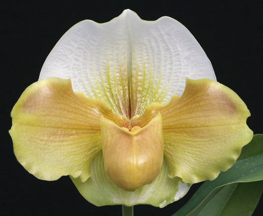 Complex paphiopedilum hybrid cultivar of a Paphiopedilum Hellyer