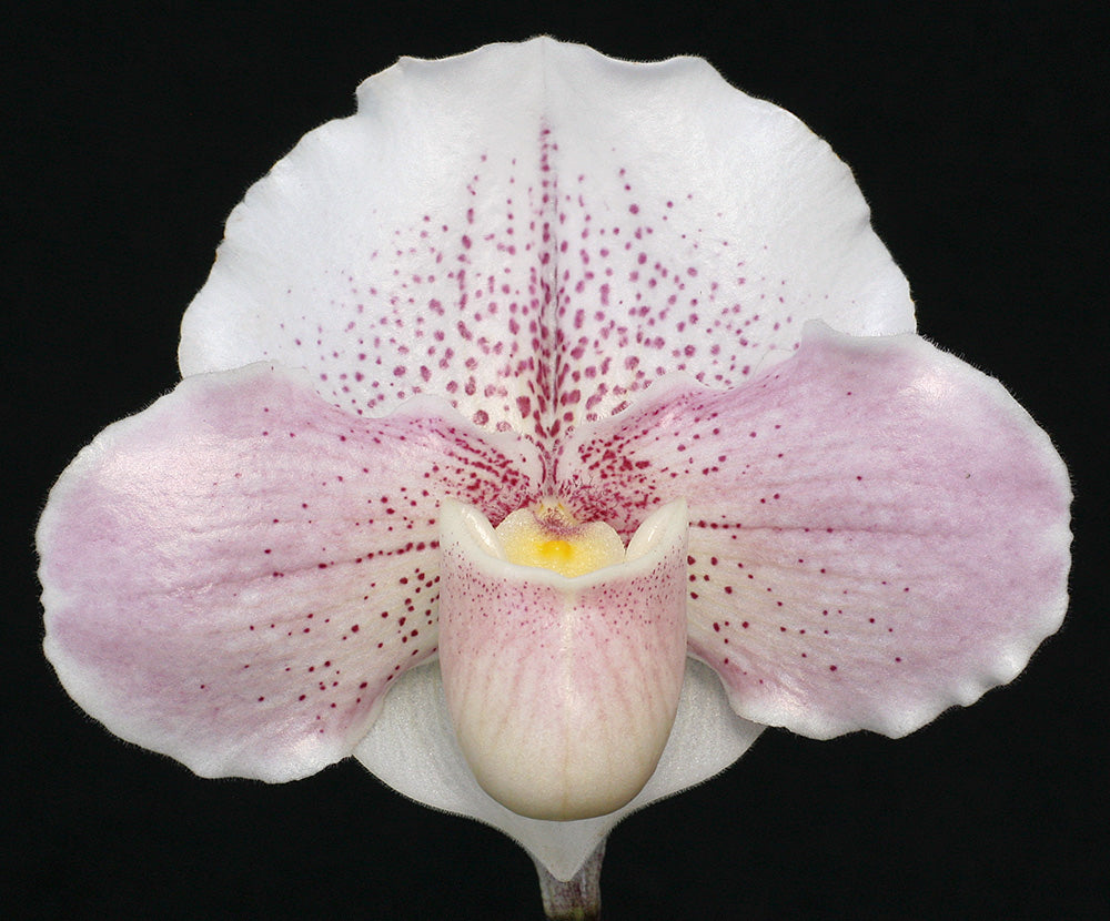Complex paphiopedilum hybrid cultivar of  Paphiopedilum Hidden Treasure ‘Love Song’ AM/AOS