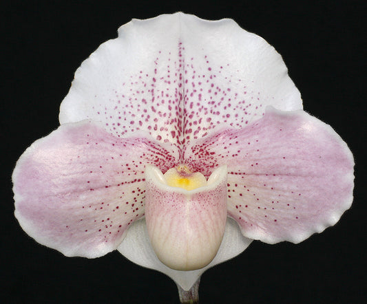 Complex paphiopedilum hybrid cultivar of  Paphiopedilum Hidden Treasure ‘Love Song’ AM/AOS