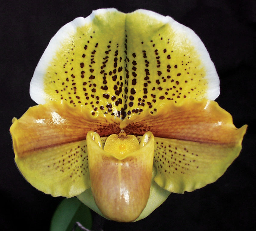 Complex paphiopedilum hybrid cultivar of  Paphiopedilum Honeycomb Creek ‘Butterdish’ AM/AOS