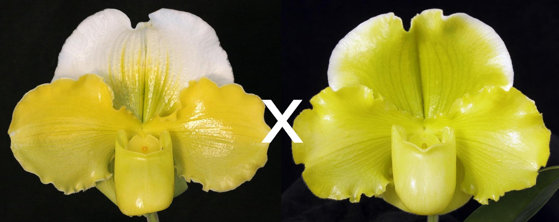 Complex paphiopedilum hybrid cultivars shown in flower side by side of Paphiopedilum Hsinying Gold 'Monarch' x (Pacific Shamrock x Titan's Gold) 'Moongold'