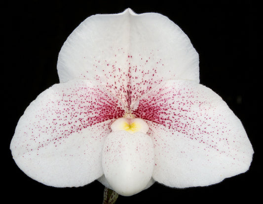 Close-up image of a Paphiopedilum Ice King 'Pink Mist' HCC/AOS flower with white petals and red spots.