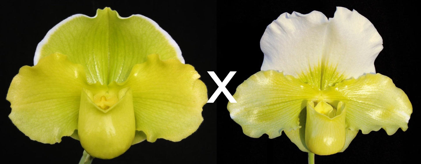 Complex paphiopedilum hybrid cultivars shown in flower side by side of Paphiopedilum Irish Glen 'Krypotonite Moon' x Titan's Gold 'Gargantua'