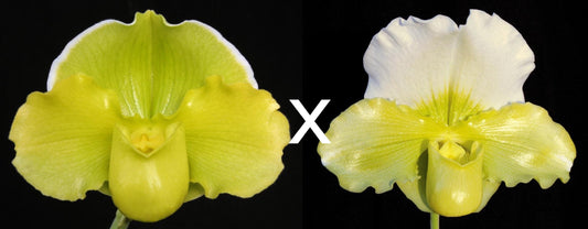 Complex paphiopedilum hybrid cultivars shown in flower side by side of Paphiopedilum Irish Glen 'Krypotonite Moon' x Titan's Gold 'Gargantua'