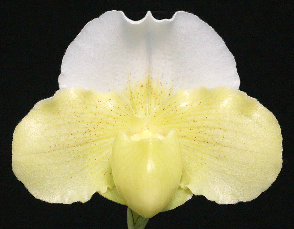 Complex paphiopedilum hybrid cultivar of  Paphiopedilum Izanaminomikoto 'Ballerina'