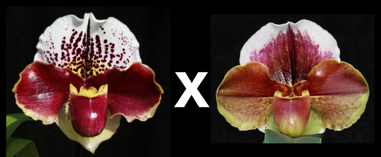 Two images of a maroon and white orchid with a multiplication symbol between them.