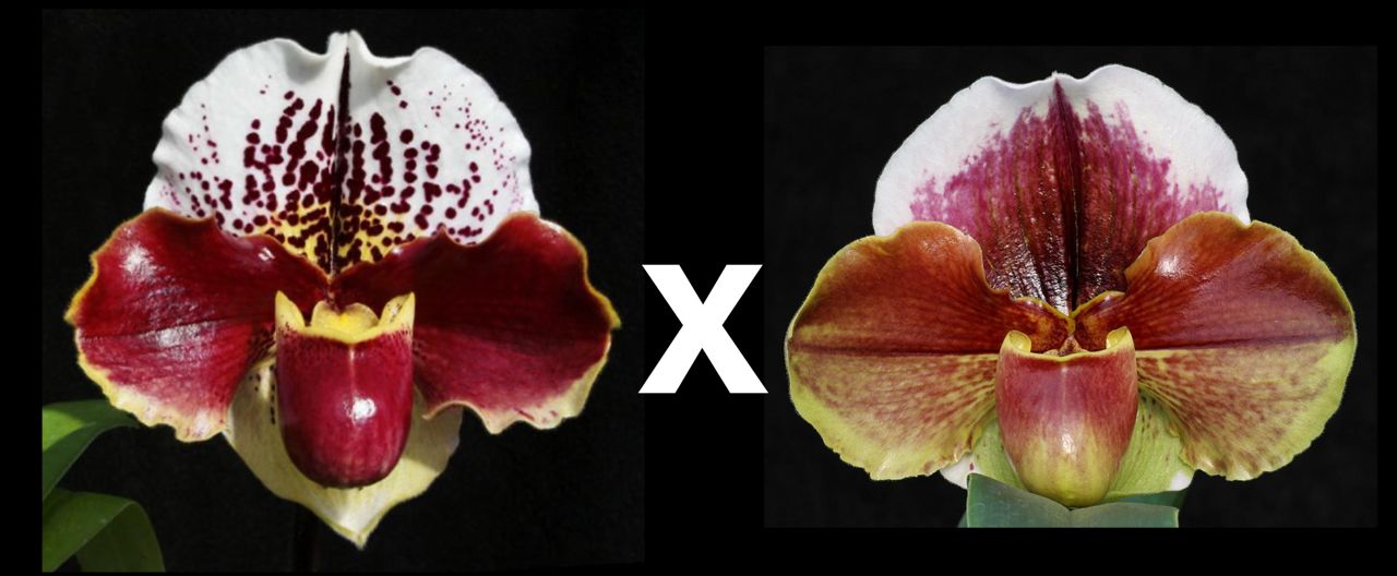 Complex paphiopedilum hybrid cultivars shown in flower side by side of Paphiopedilum Jenne Marie 'Sparkle' AM/AOS S/19WOC x Eastern Monarch 'Perfect Circle'