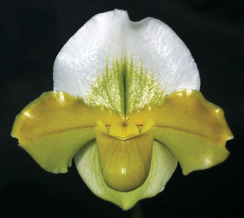 Paphiopedilum Kay Rinaman ’Val’ AM/AOS Complex paphiopedilum hybrid cultivar of 