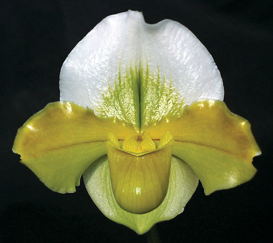 Paphiopedilum Kay Rinaman ’Val’ AM/AOS Complex paphiopedilum hybrid cultivar of 