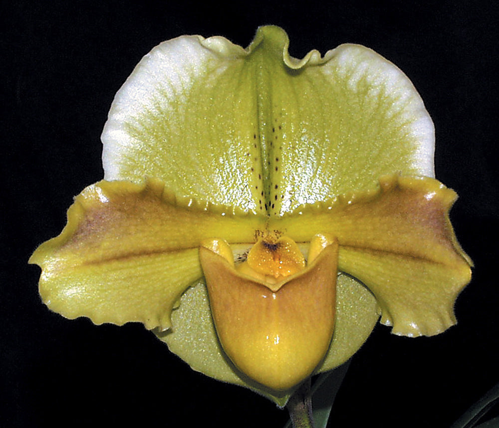 Close-up of a yellow and brown orchid flower on a black background. Paphiopedilum Kenglow ‘Val’ HCC/AOS