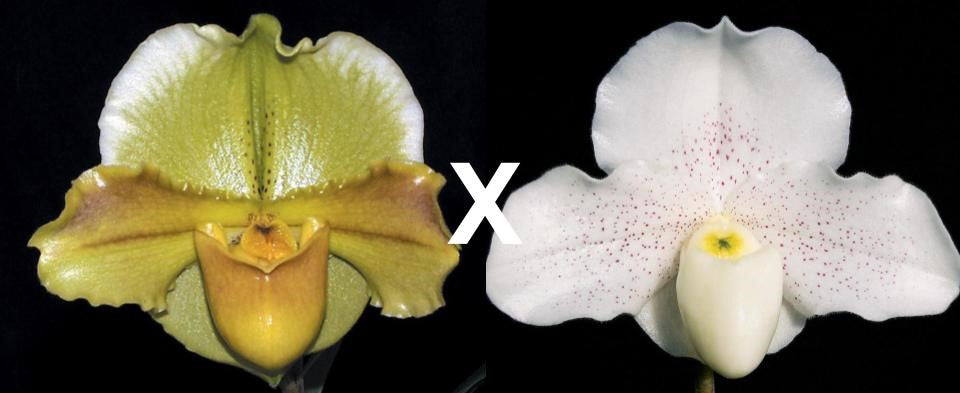 Complex paphiopedilum hybrid cultivars shown in flower side by side of Paphiopedilum Kenglow 'Val'HCC/AOS x Skip Bartlett 'White Pepper'HCC
