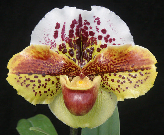 A close-up image of a Paphiopedilum orchid with a predominantly white and green color scheme, featuring a spotty pattern and a yellow and red flower spike.